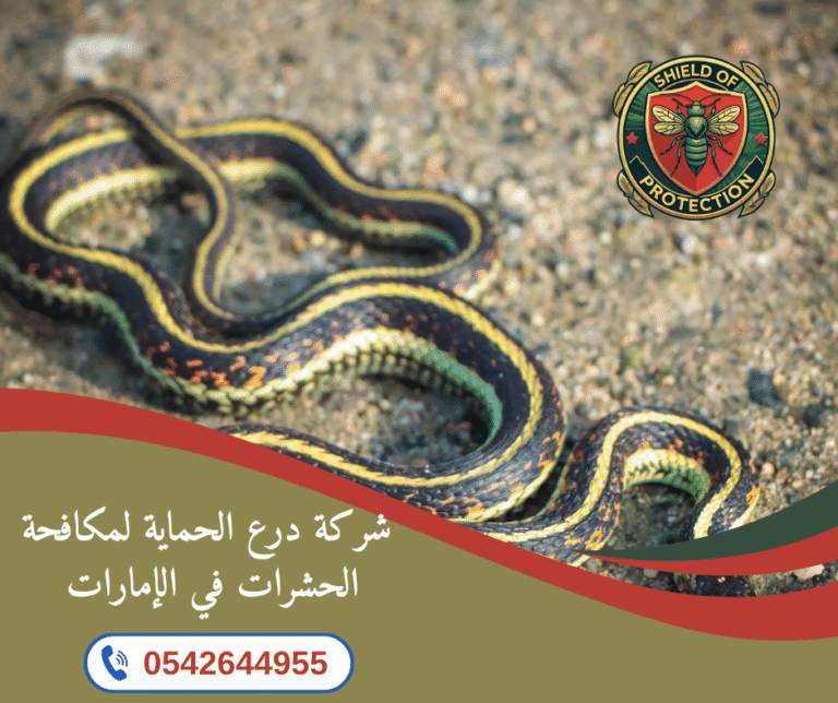 شركة مكافحة ثعابين في رأس الخيمة